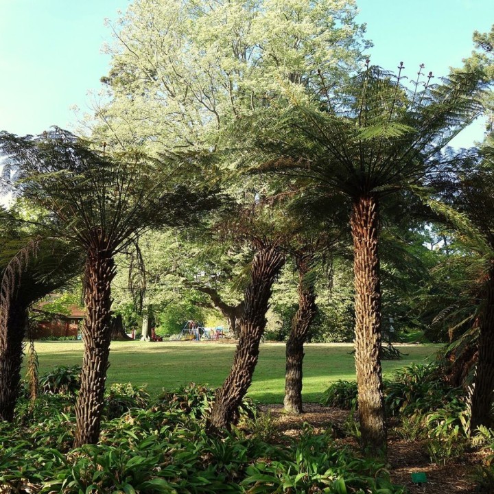 Rough tree fern - Seeds