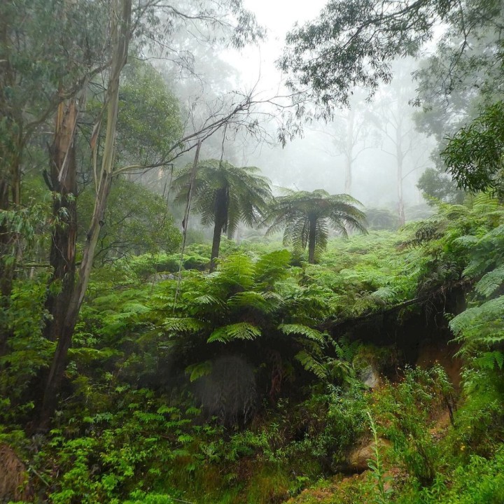 Rough tree fern - Seeds