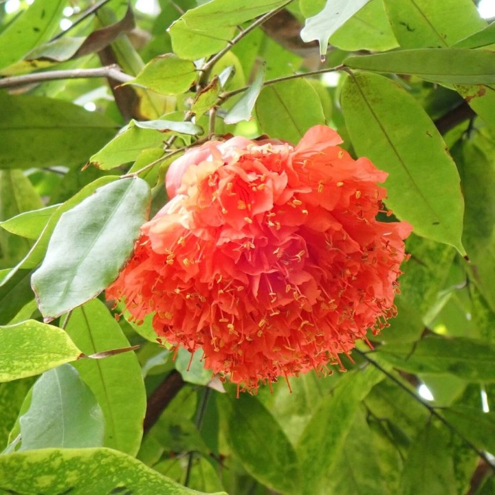Rose of Venezuela - Seeds