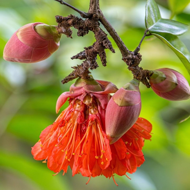 Rose of Venezuela - Seeds