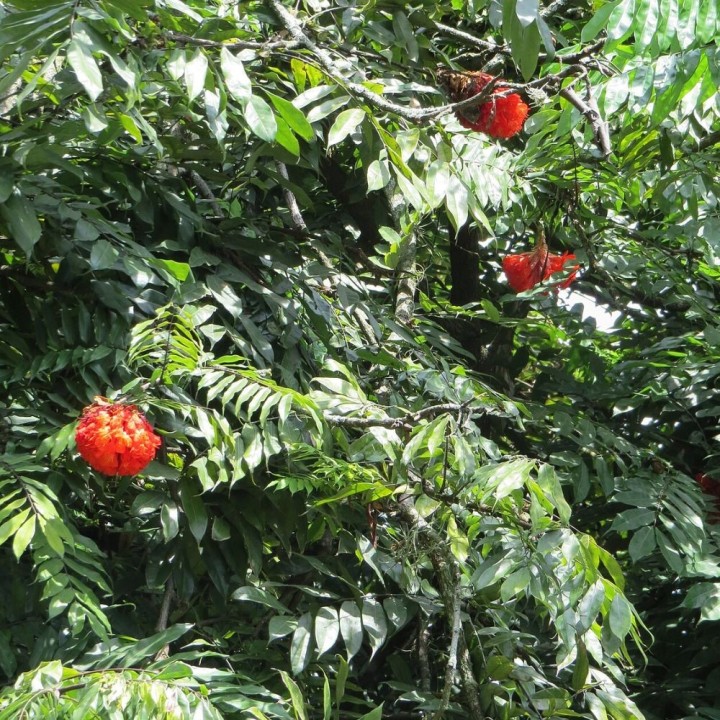 Rose of Venezuela - Seeds