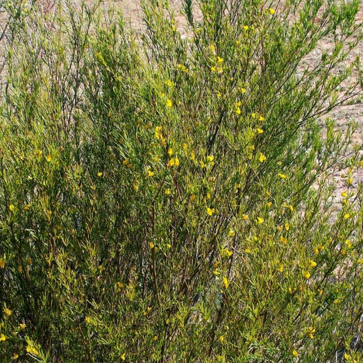 Rooibos - Seeds