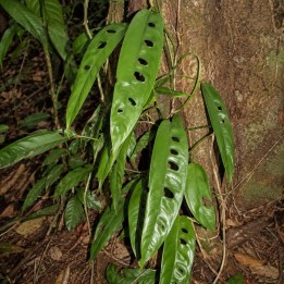 Rhaphidophora megasperma - Seeds