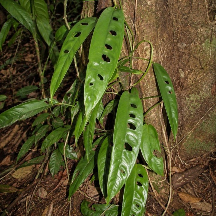 Rhaphidophora megasperma - Seeds