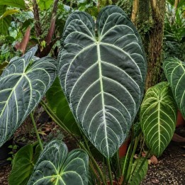 Regal Anthurium - Seeds
