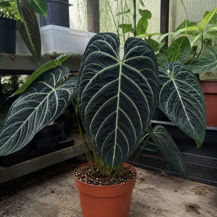 Regal Anthurium - Seeds