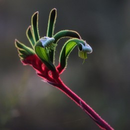 Red-green kangaroo paw - Seeds