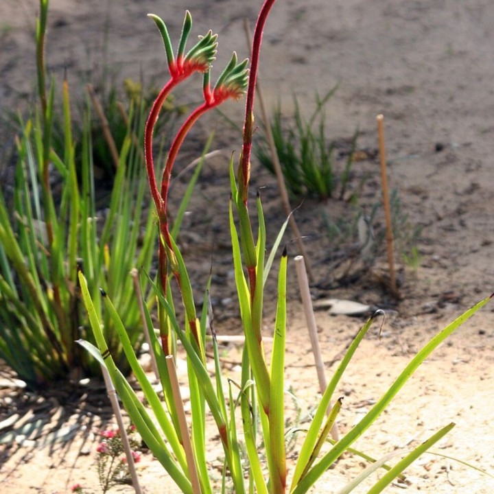 Red-green kangaroo paw - Seeds