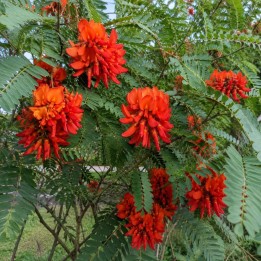 Red Sesbania - Seeds