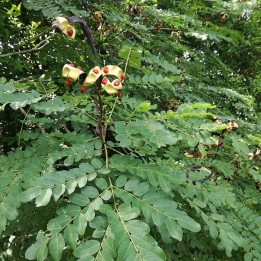 Red lucky seed - Seeds