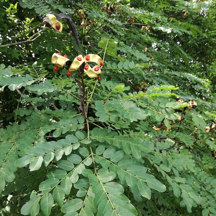 Red lucky seed - Seeds