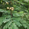Red lucky seed - Seeds