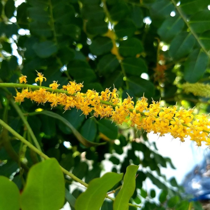 Red lucky seed - Seeds