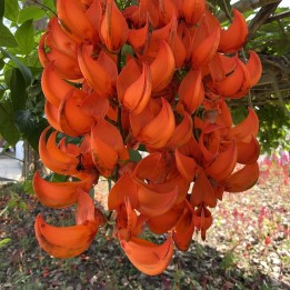 Red jade vine - Seeds