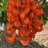 Red jade vine - Seeds