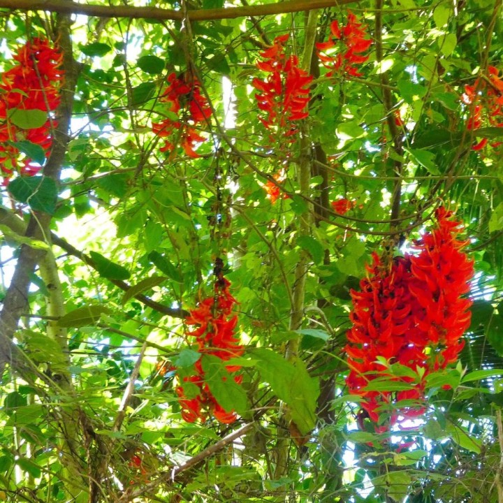 Red jade vine - Seeds