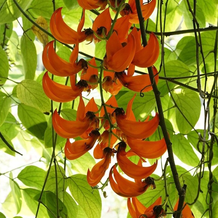 Red jade vine - Seeds