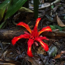 Red ginger lily - Seeds
