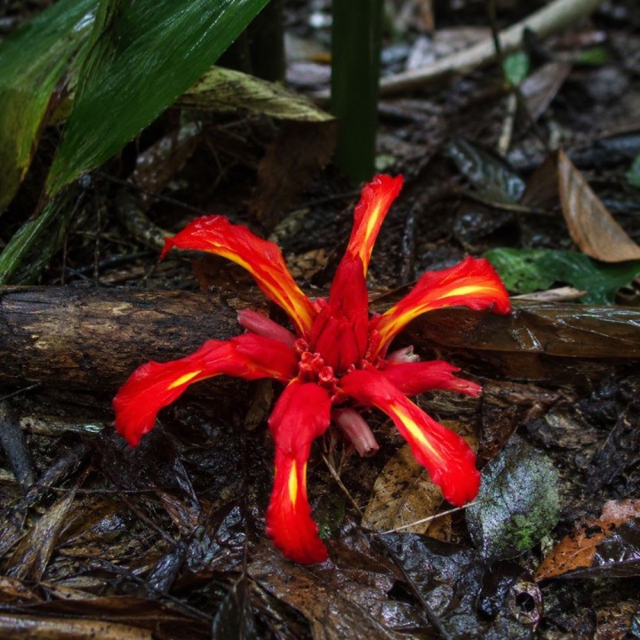 Red ginger lily - Seeds