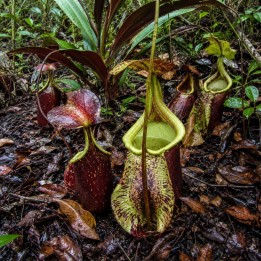 Raffles' pitcher-plant - Seeds