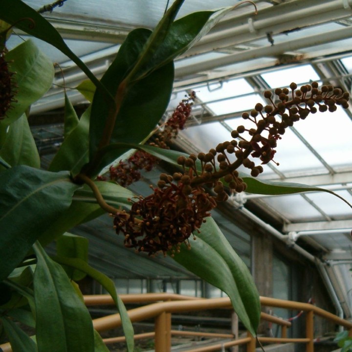 Raffles' pitcher-plant - Seeds
