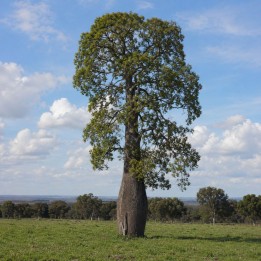 Queensland bottle tree - Seeds