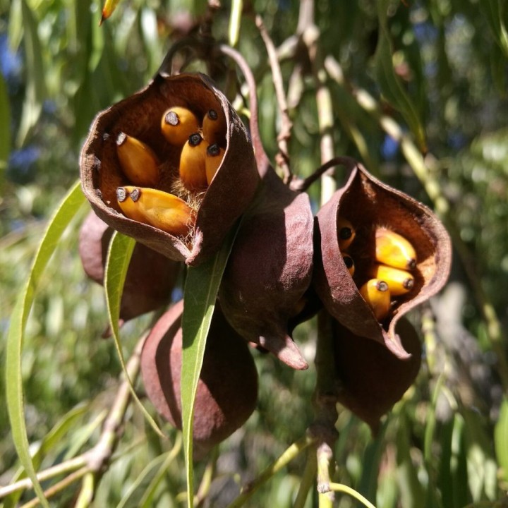 Queensland bottle tree - Seeds