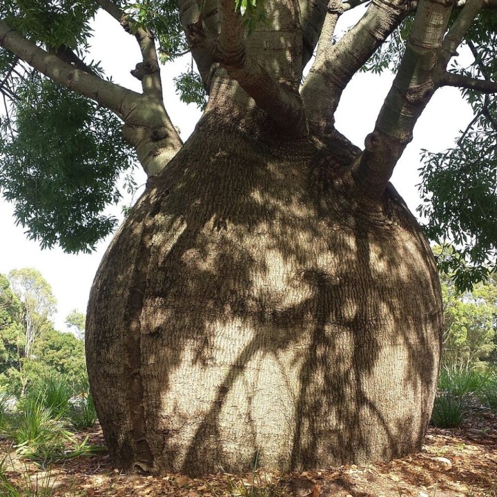 Queensland bottle tree - Seeds