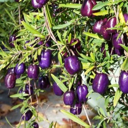 Purple apple-berry - Seeds