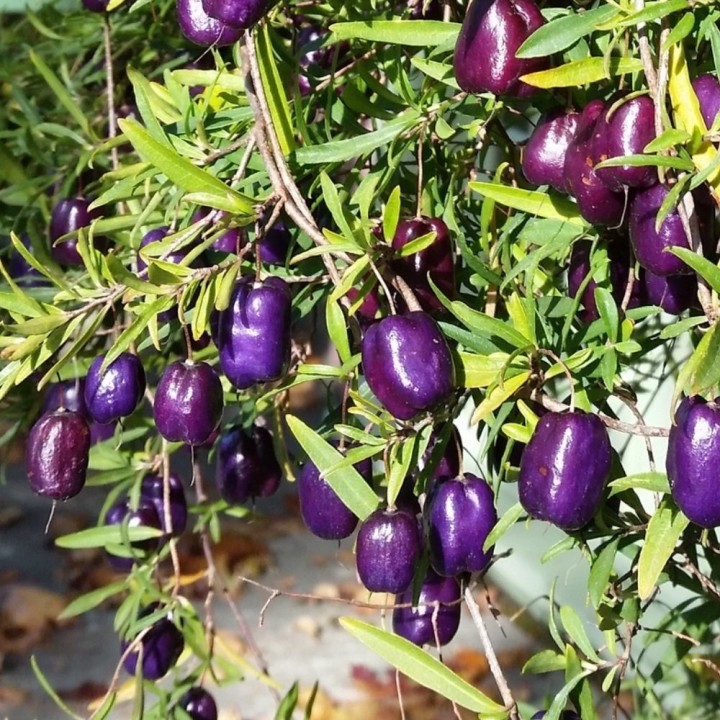 Purple apple-berry - Seeds