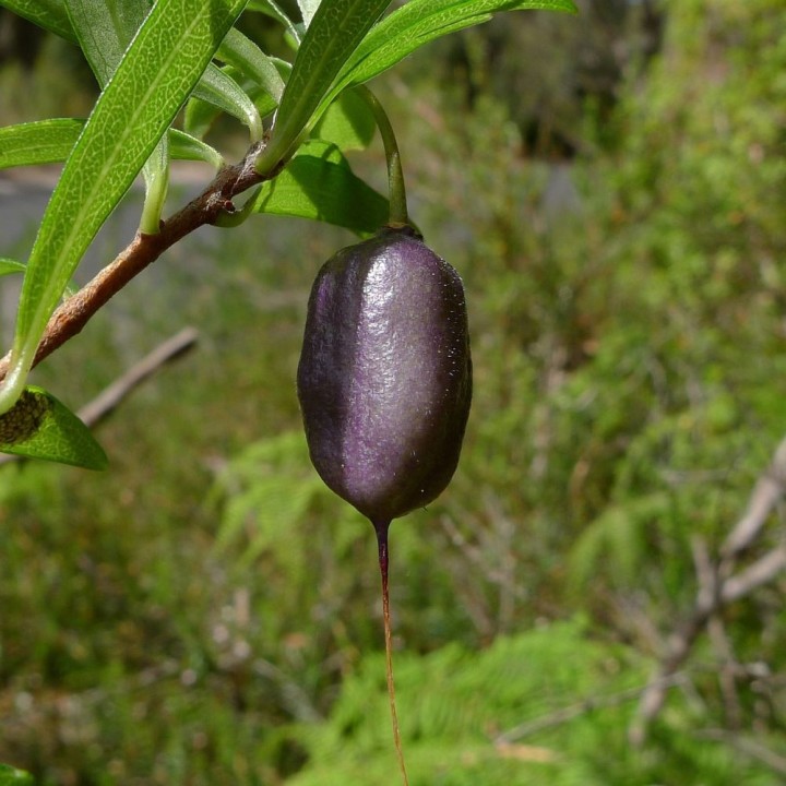 Purple apple-berry - Seeds