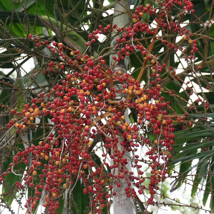 Ptychosperma salomonense - Seeds