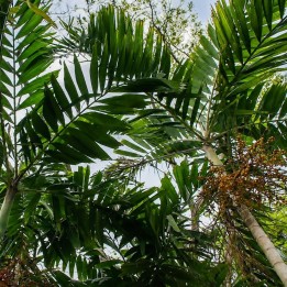 Ptychosperma salomonense - Seeds