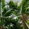 Ptychosperma salomonense - Seeds