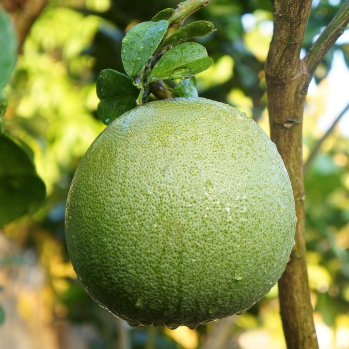 Pomelo - Seeds