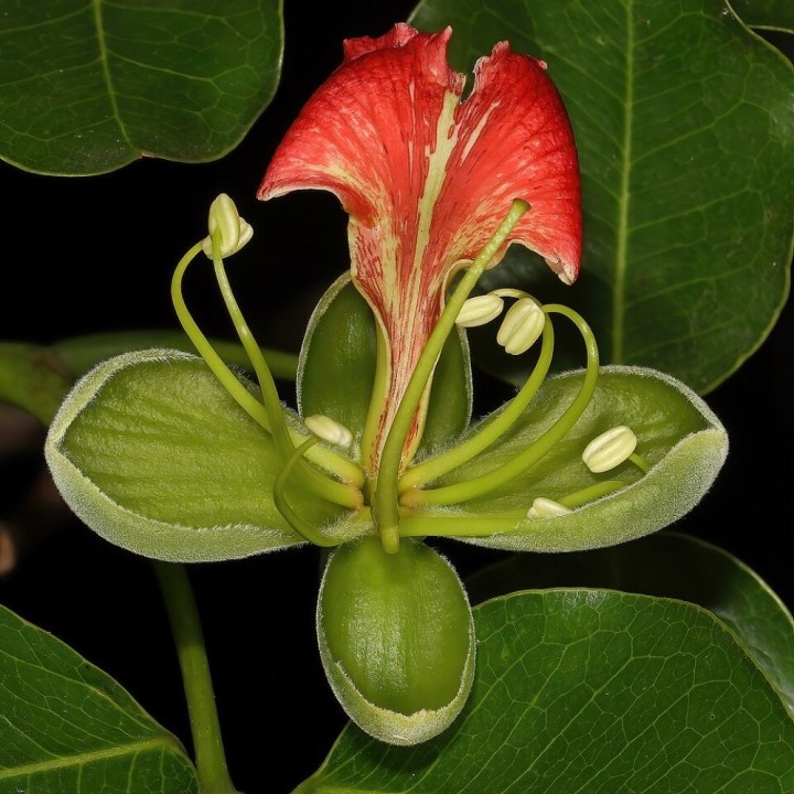 Pod mahogany - Seeds