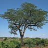 Pod mahogany - Seeds