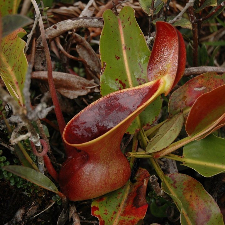 Nepenthes lowii - Seeds