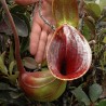 Nepenthes lowii - Seeds