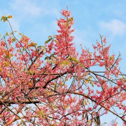 Pink shower tree - Seeds
