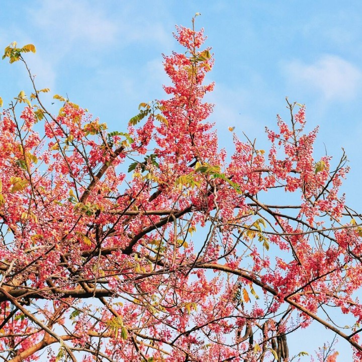 Pink shower tree - Seeds