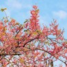 Pink shower tree - Seeds
