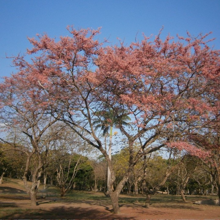 Pink shower tree - Seeds