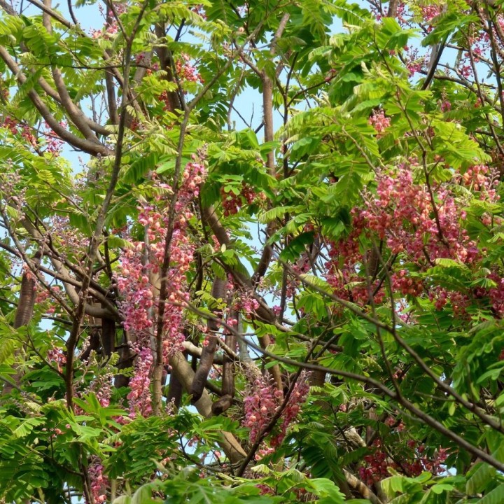 Pink shower tree - Seeds
