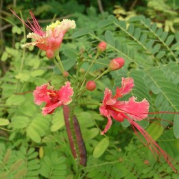 Pink peacock flower - Seeds