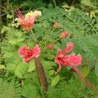 Pink peacock flower - Seeds