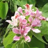 Pink Bauhinia - Seeds