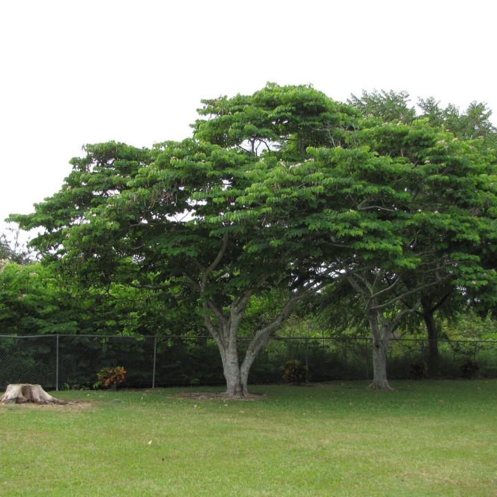 Pink Bauhinia - Seeds