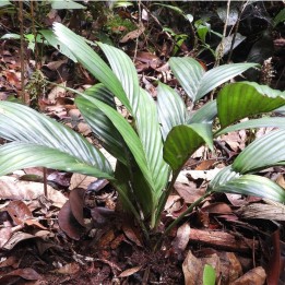 Pinang tanah palm - Seeds
