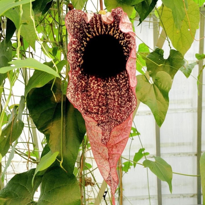 Pelican flower - Seeds
